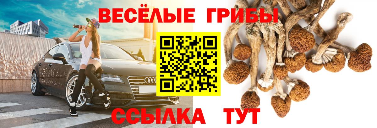 Курчалой  Псилоцибиновые грибы мухоморы  Вход с VPN 